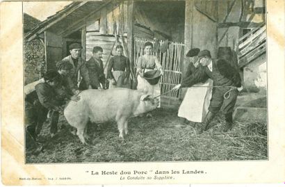 null 12 CARTES POSTALES LES COCHONS: Divers. Dont "La Heste dou Porc dans les Landes...