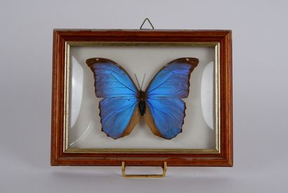 null Papillon Morpho Didius provenant d'Amérique du Sud, dans un encadrement sous...
