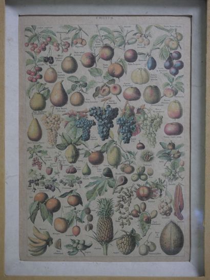 null Deux pièces encadrées représentant les « fruits » et « légumes et plantes potagères »...
