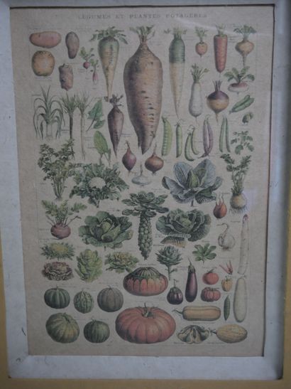 null Deux pièces encadrées représentant les « fruits » et « légumes et plantes potagères »...