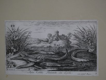 null After Albert FLAMEN (1620-1692)

"Second part of freshwater fishes 

4 old engravings...
