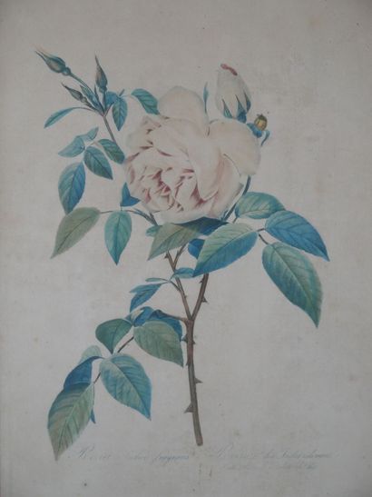 null D'après Pierre-Joseph REDOUTÉ (1759-1840)

Rosa centifolia et Rosa Indica fragrans

Deux...