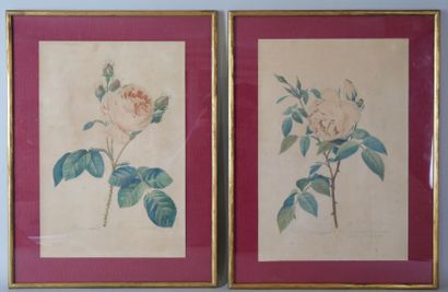 null D'après Pierre-Joseph REDOUTÉ (1759-1840)

Rosa centifolia et Rosa Indica fragrans

Deux...