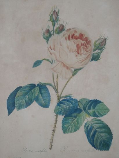 null D'après Pierre-Joseph REDOUTÉ (1759-1840)

Rosa centifolia et Rosa Indica fragrans

Deux...