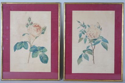 null D'après Pierre-Joseph REDOUTÉ (1759-1840)

Rosa centifolia et Rosa Indica fragrans

Deux...