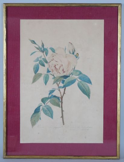 null D'après Pierre-Joseph REDOUTÉ (1759-1840)

Rosa centifolia et Rosa Indica fragrans

Deux...