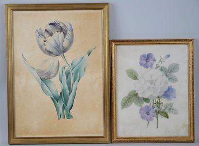 null School of Redouté
Four studies of flowers
Gouache watercolors signed SEGUIN...