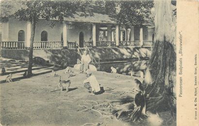 null 163 POSTCARDS INDONESIA: Dutch Indies - East Java. Qqs animations, qqs sites,...