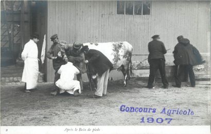 null 15 CARTES PHOTOS AGRICULTURE-ELEVAGE : Concours Agricole 1907 (Paris). Certaines...