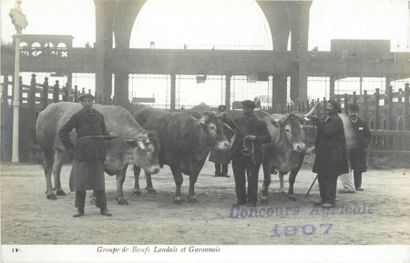 null 15 CARTES PHOTOS AGRICULTURE-ELEVAGE : Concours Agricole 1907 (Paris). Certaines...