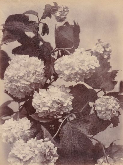 null ANONYME : Etude de fleur, c.1880. Tirage albuminé numéroté 319 dans l’image....