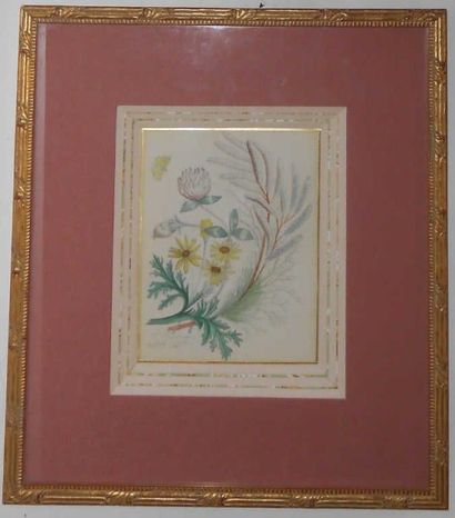 null Ecole du XIXème siècle. Herbier. Crayon et aquarelle, signé et daté 1887 en...