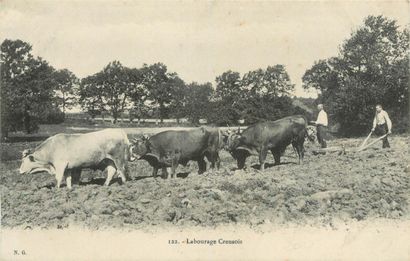 null 28 CARTES POSTALES ATTELAGES : Chien (belge)-1cp, Anes & Chevaux (France)-7cp...