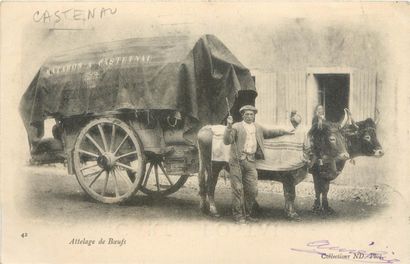 null 28 CARTES POSTALES ATTELAGES : Chien (belge)-1cp, Anes & Chevaux (France)-7cp...