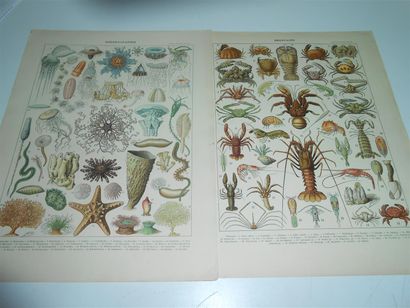null 43 DESSINS, GRAVURES, LITHOGRAPHIES & DIVERS : "9 Planches de Botanique type...