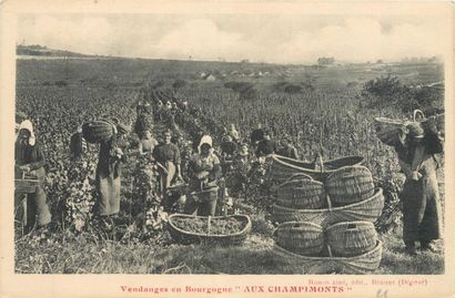 null 5 CARTES POSTALES ALCOOL : Sélection. "Vendanges en Bourgogne-Aux Avaux, Vendanges...