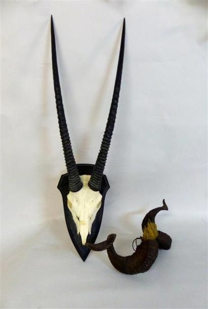 null Deux crânes, un vraisemblablement de gazelle et un de chevreuil.
L: 117 cm.