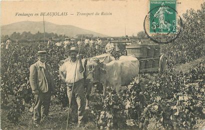 null 20 CARTES POSTALES ALCOOL : Divers. Dont" La cueillette du houblon en Alsace,...