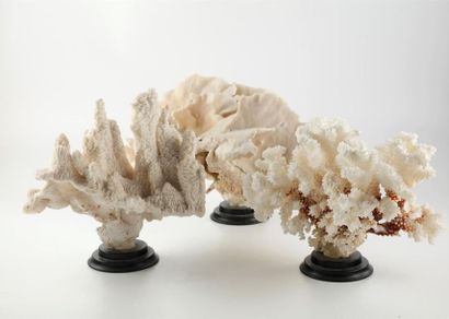 null Ensemble de trois grands coraux blancs Pavona cactus (Prè convention) - Pachyseris...