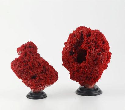 null Deux coraux Tubipora Musica de couleur rouge. Socle en métal
H. 16 et 20 cm	...