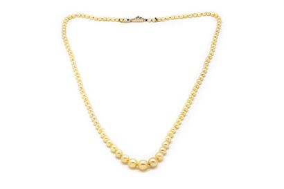 null Falling cultured pearl necklace.