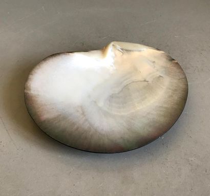 null Large bowl in pearly shell
D. 19 cm
