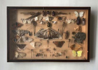 Vitrine naturaliste à décor d'insectes et...