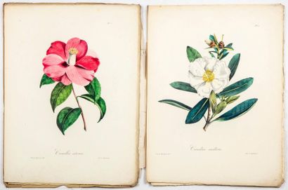 null BAUMANN (Charles), BAUMANN (Napoleon). 
 Collection of camellias bred in Bollwiller,...