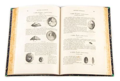 null CHENU (J. C.). Elementary lessons on the natural history of animals Conchyliology....