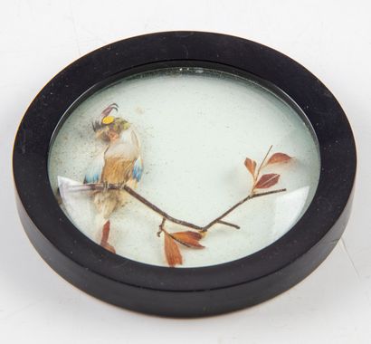 null Small medallion with a parrot resting on a branch reproduced in feathers under...