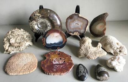 null HISTOIRE NATURELLE

Collection de pierres et fossiles