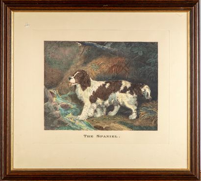 ECOLE ANGLAISE 20th century ENGLISH SCHOOL

"The Spaniel

Engraving 

24 x 32 cm...