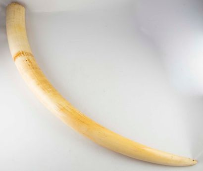 null Large unsculpted ivory tusk (African elephant)

Piece accompanied by a CITES...