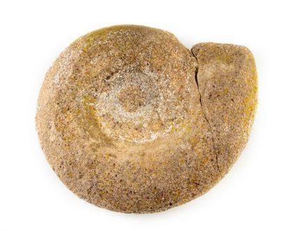 null Grand Fossile d'Ammonite

D. : 43 cm 

(Accident)