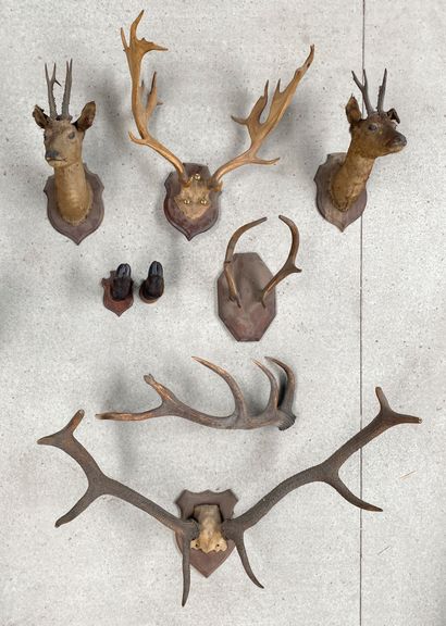 null Lot including : 

A pair of doe heads and a pair of stuffed doe feet

Three...