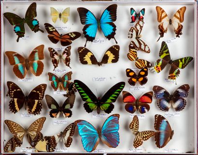 null HISTOIRE NATURELLE

Ensemble de papillons dans une boîte

(Certains cassés)