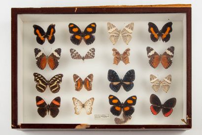 HISTOIRE NATURELLE HISTOIRE NATURELLE

Ensemble de 16 papillons 

Porte une étiquette...