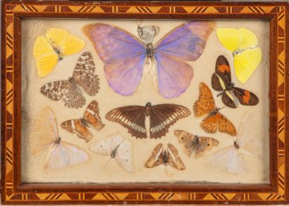 null NATURAL HISTORY


Set of butterflies 


26 cm x 39 cm