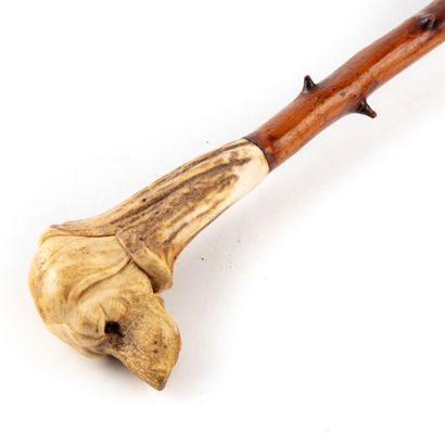 null Cane, the knob in deer wood carved in the shape of a dog's head, the shaft in...