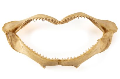 null Shark jaw

L. : 34 cm