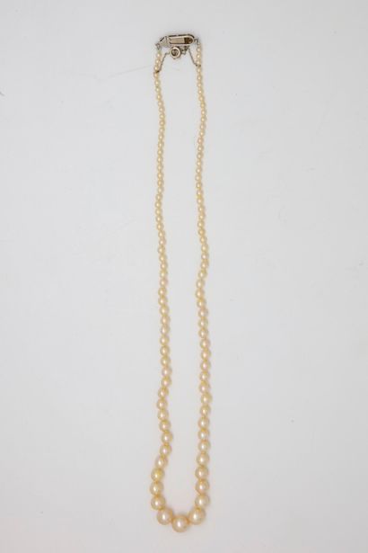 null Necklace of fine pearls in fall including 106 round pearls of 2,2 - 7,0 mm approximately,...
