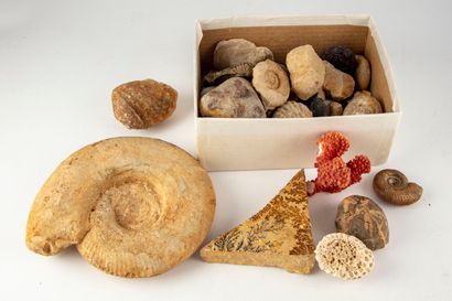 null HISTOIRE NATURELLE

Important lots de fossiles dont ammonites, feuillages et...