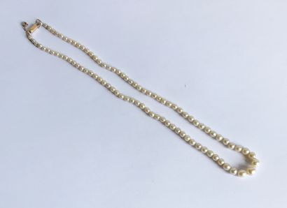 null Necklace of cultured pearls in fall. Gold clasp with safety chain