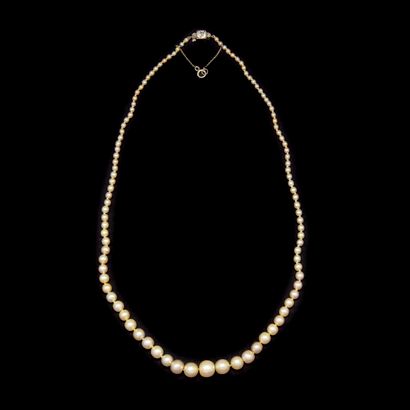 null Necklace in fall of 102 fine pearls, dimensions included between 2,6 and 9,1...