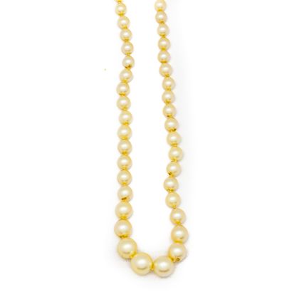 null Necklace of cultured pearls in fall, gold clasp