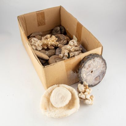 null Collection of fossils and minerals : Corals - fossils - hard stones ...