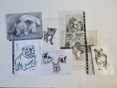 null Ensemble 14 dessins représentant des bulldogs (bouledogue) anglais et franç...