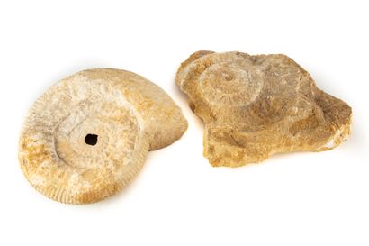 null HISTOIRE NATURELLE
Ensemble de deux fossiles d'Ammonite
D. : 26 cm