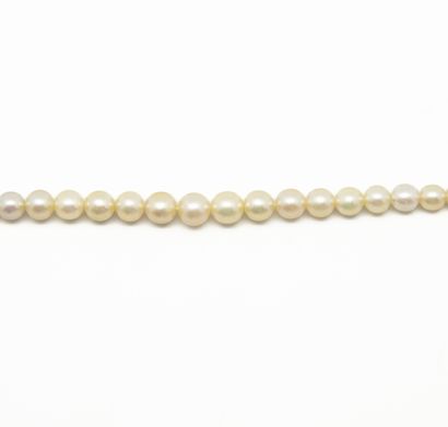 null Necklace with 81 pearls. Gold clasp. 
CCIP certificate