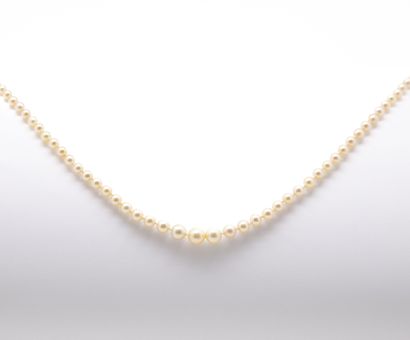 null Necklace of 147 fine pearls
LFG certificate